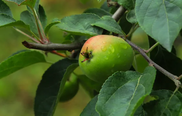 Apple, tree, fruit