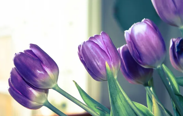 Картинка цветы, лепестки, фиолетовые, тюльпаны, лиловые