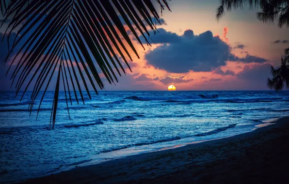 Картинка пляж, солнце, закат, лист, пальмы, вечер, силуэт, Барбадос