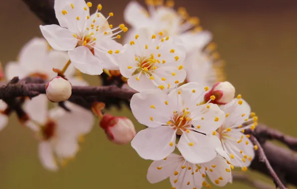 White, flower, spring, twigs, blooming