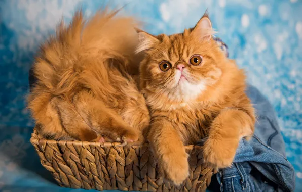 Кошка, кот, взгляд, поза, лапки, джинсы, рыжий, хвост