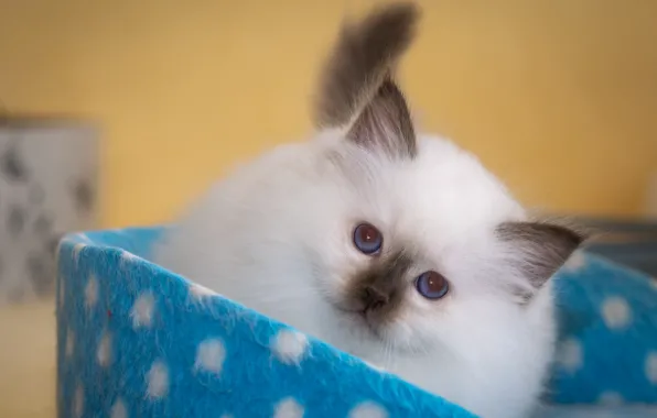 Кошка, белый, взгляд, поза, котенок, коробка, портрет, малыш