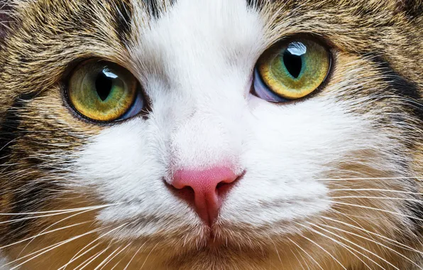 Картинка кот, усы, взгляд, размытость, мордочка, окрас, cat, котяра