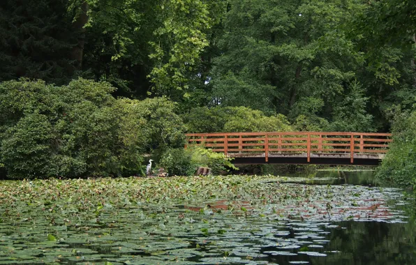 Картинка зелень, лес, мост, green, Озеро, forest, bridge, Lake