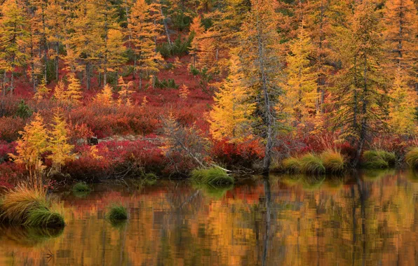 Картинка осень, лес, трава, пейзаж, природа, озеро, отражение, берег