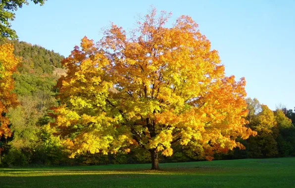 Картинка осень, листья, стол, дерево, обои, на рабочий