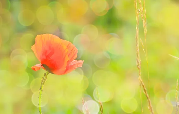 Red, flower, bokeh, poppy