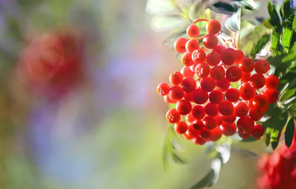Картинка осень, природа, ягоды