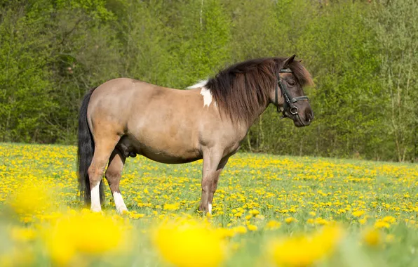 Картинка поле, природа, животное, лошадь, желтые цветы