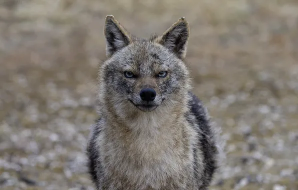 Look, mammal, coyote