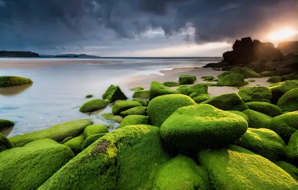 Картинка море, пляж, небо, солнце, облака, свет, водоросли, закат