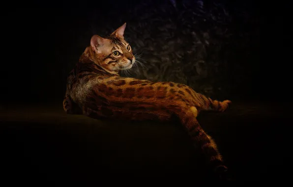 Кошка, кот, темный фон, лежит, бенгальская