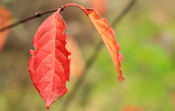 Red, autumn, leaf, fall, twig