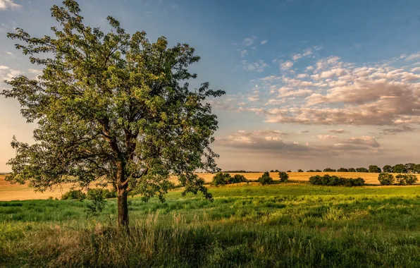 Поле, облака, фото, дерево