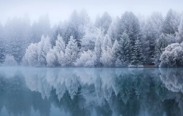 Картинка зима, иней, лес, туман, озеро