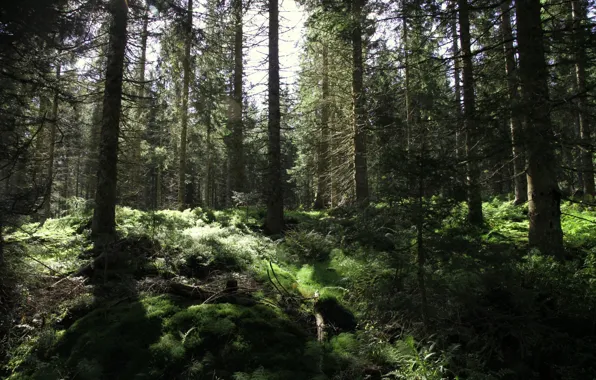 Лес, деревья, природа