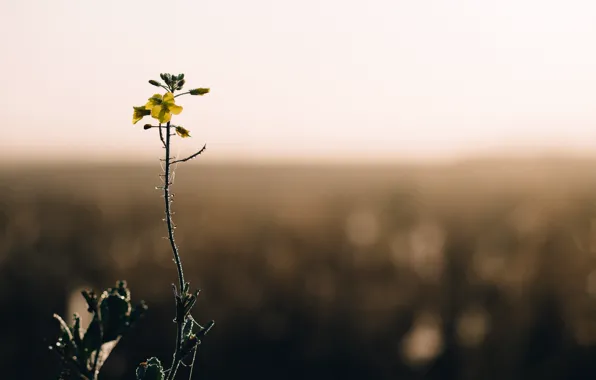 Природа, Цветок, Растение, Один, Nature, Flora, Plants, Флора