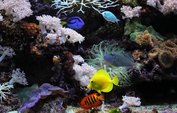 Картинка рыбы, кораллы, моллюски