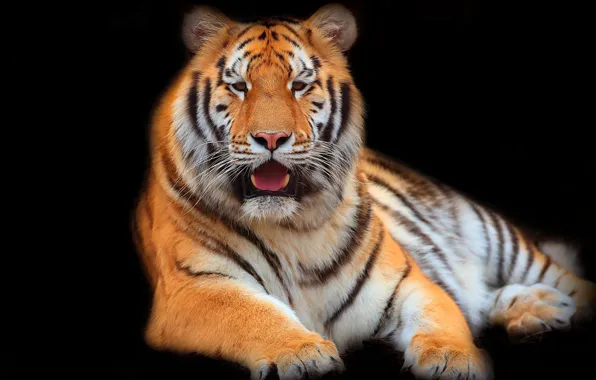 Картинка тигр, фон, зверь