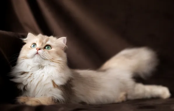 Картинка кошка, мордочка, зелёные глаза, пушистая, Британская длинношёрстная кошка, Юлия Зубкова