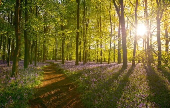 Картинка лес, солнце, свет, деревья, цветы, тень, дымка