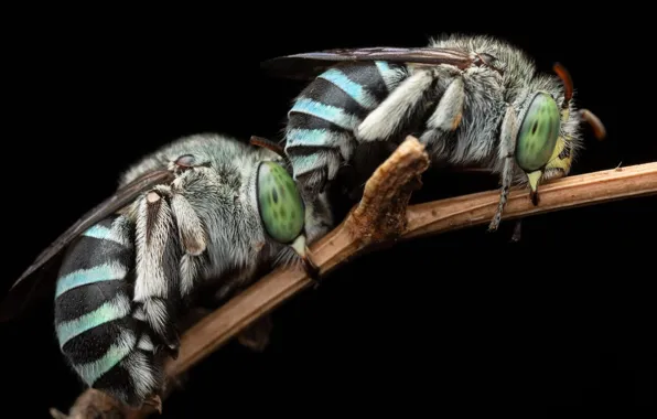 Animals, wildlife, Northern Blue-banded Bees
