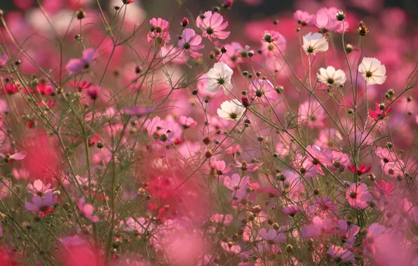 Картинка поле, макро, цветы, розовые, космея