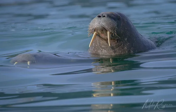 Картинка ocean, blue, water, arctic, norway, walrus, Майк Рейфман, svalbard