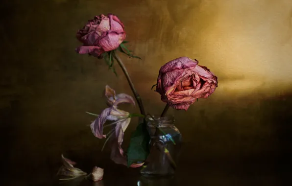 Розы, букет, the elderly, ✿