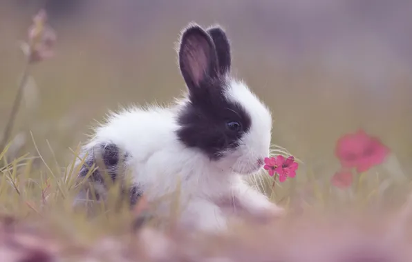 Картинка трава, цветы, поляна, заяц, кролик, крольчонок, зайчонок
