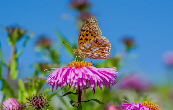Autumn, macro, flowers and butterflies, bokeh effect