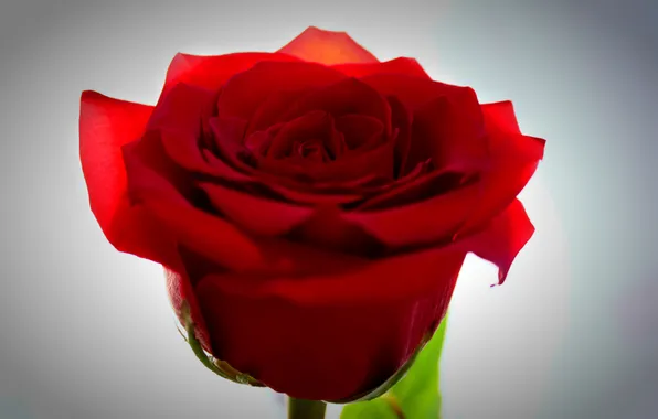 Цветок, любовь, нежность, роза