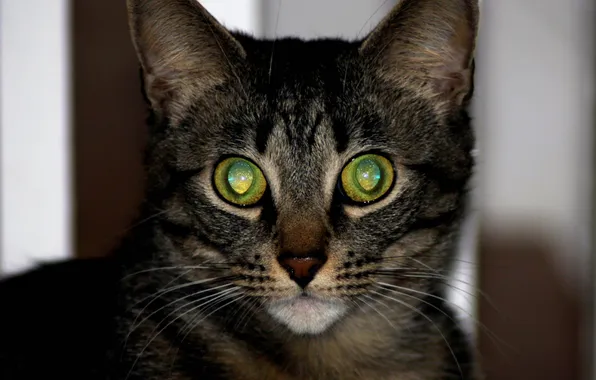 Картинка кошка, глаза, Космос