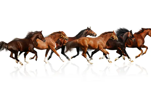 Картинка отражение, кони, лошади, белый фон, коричневые, табун, скачут