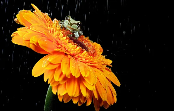 Картинка цветок, природа, лягушка