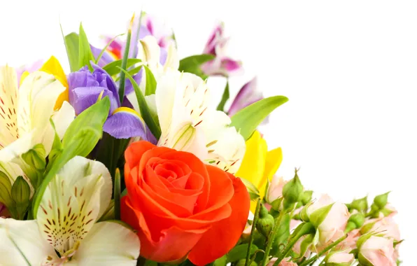 Цветы, розы, тюльпаны, белый фон, ирисы, белые хризантемы, Альстромерия