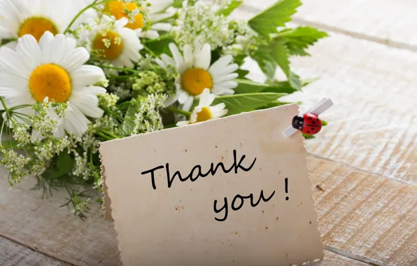 Ромашки, букет, flowers, thank you