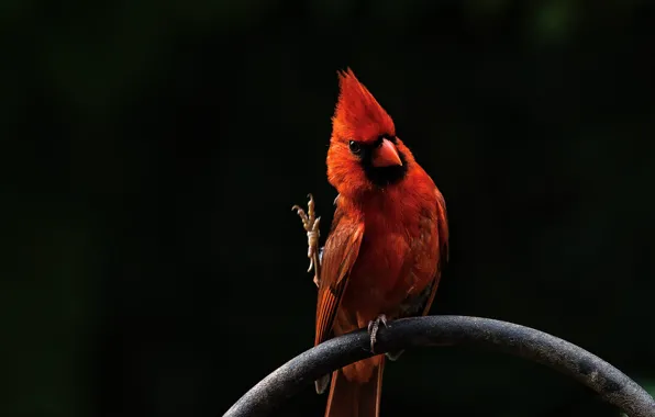Красный, птица, red, bird, кардинал, Angry Birds, cardinal, Красный кардинал