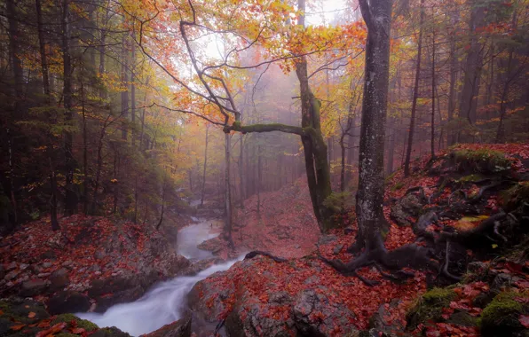 Картинка осень, лес, туман, река