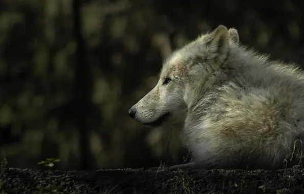 Nature, face, animal, wolf, wildlife, head, fur, mammal