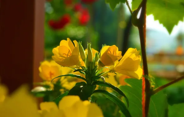 Картинка Весна, Spring, Желтые цветы, Yellow flowers