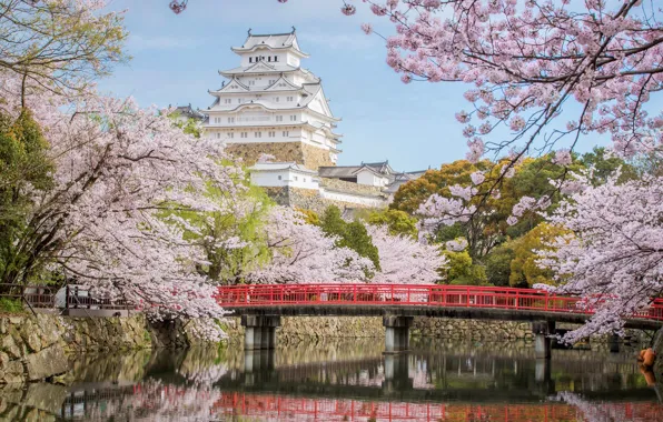 Картинка мост, замок, Япония, сакура, Химэдзи