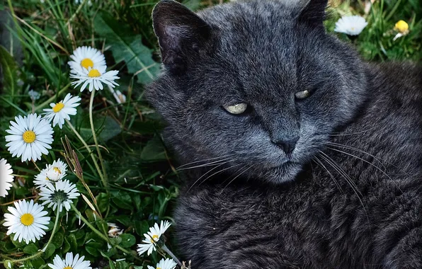 Зелень, кошка, лето, кот, взгляд, свет, цветы, поза