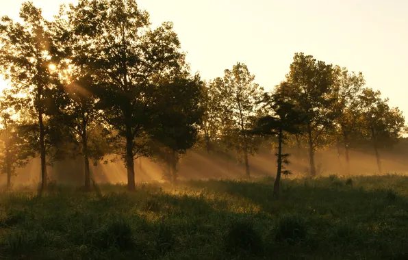 Картинка лес, лето, трава, туман, утро