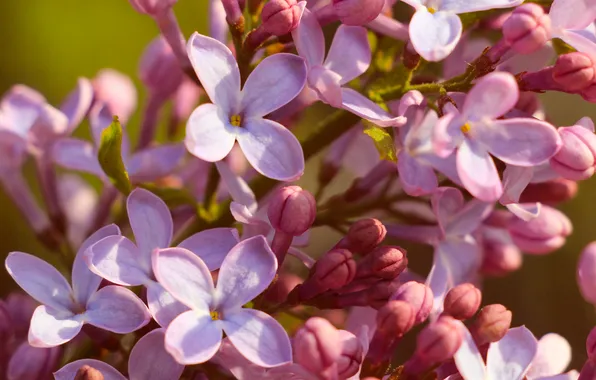 Flower, spring, lilac, blooming