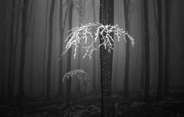 Зима, иней, лес, деревья, ветки, природа, чёрно - белое фото