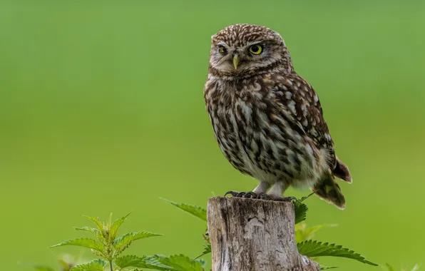 Картинка макро, сова, птица, bird, macro, размытый фон, owl, blurred background