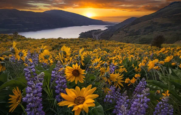 Картинка закат, цветы, горы, река, луг, Орегон, Oregon, Columbia River