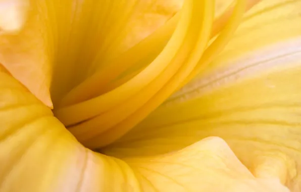 Картинка цветок, макро, жёлтый