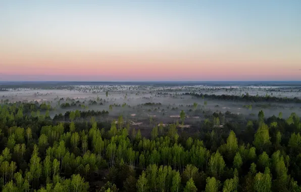 Lietuva, rūkas, miškas